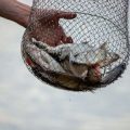 The Role of Technology in Modern Fish Stocking and Habitat Assessment Across British Fisheries