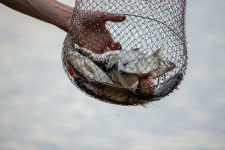 The Role of Technology in Modern Fish Stocking and Habitat Assessment Across British Fisheries