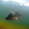 The History and Evolution of Stillwater Carp Fishing in Britain