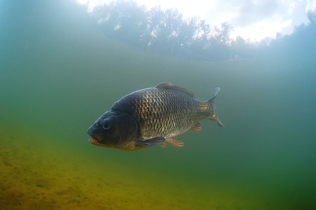 The History and Evolution of Stillwater Carp Fishing in Britain