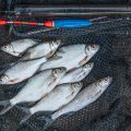 Targeting Bass and Pollack by Drift Fishing: Proven Techniques for UK Coastal Anglers