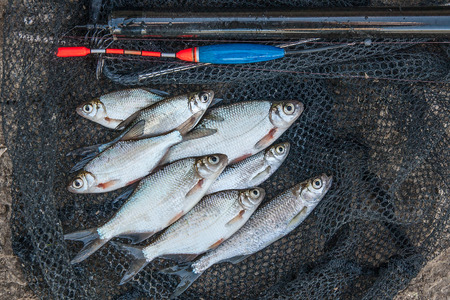 Targeting Bass and Pollack by Drift Fishing: Proven Techniques for UK Coastal Anglers