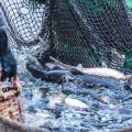 Iconic British Cod Recipes: From Sea to Table, Cooking What You Catch