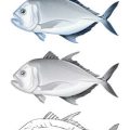 Fly Selection for Grayling in British Waters: Hatch Chart and Seasonal Recommendations