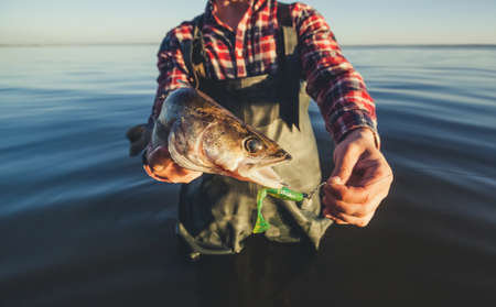 Feeder Rods, Reels, and Bait Tips for UK Coarse Fish: An In-Depth Analysis